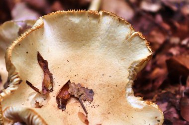 Kahverengi yaprakları ve ağaç dalları ile sonbahar orman zemin ayrıntılı yakın görünümü