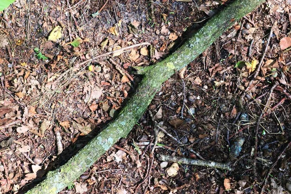 秋天森林地面的详细特写视图 有棕色的叶子和树枝 — 图库照片