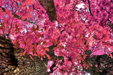 Bir ormanda mor ve pembe kızılötesi ağaç çekimleri güzel fantezi görünümü
