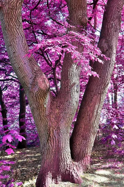 Beautiful Fantasy View Purple Pink Infrared Tree Shots Forest — Stock Photo, Image