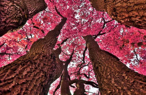 Schöne Fantasie Blick Auf Lila Und Rosa Infrarot Baumaufnahmen Einem — Stockfoto