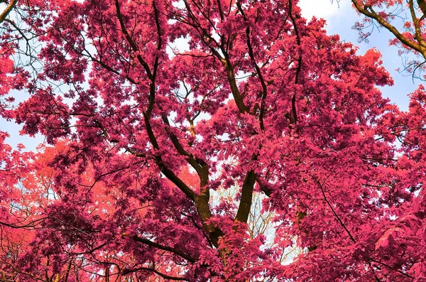 Hermosa Vista Fantasía Tiros Árboles Infrarrojos Púrpura Rosa Bosque — Foto de Stock