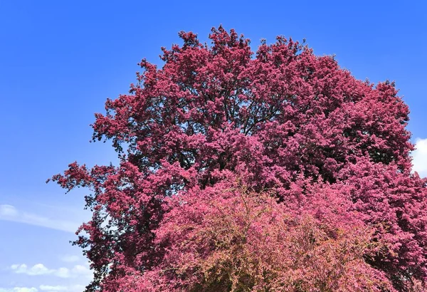 Hermosa Vista Fantasía Tiros Árboles Infrarrojos Púrpura Rosa Bosque —  Fotos de Stock