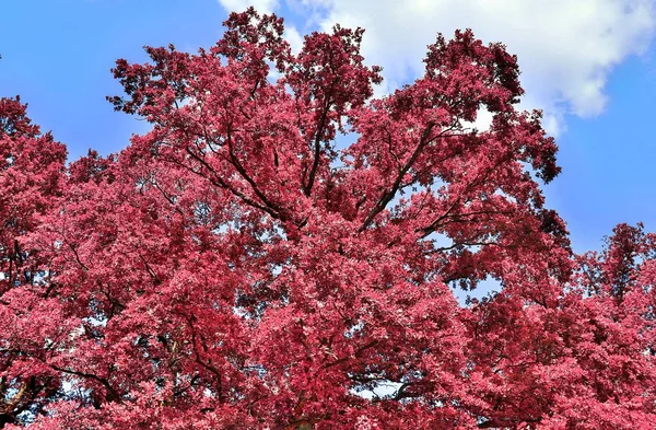 Hermosa Vista Fantasía Tiros Árboles Infrarrojos Púrpura Rosa Bosque —  Fotos de Stock