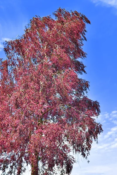 Schöne Fantasie Blick Auf Lila Und Rosa Infrarot Baumaufnahmen Einem — Stockfoto