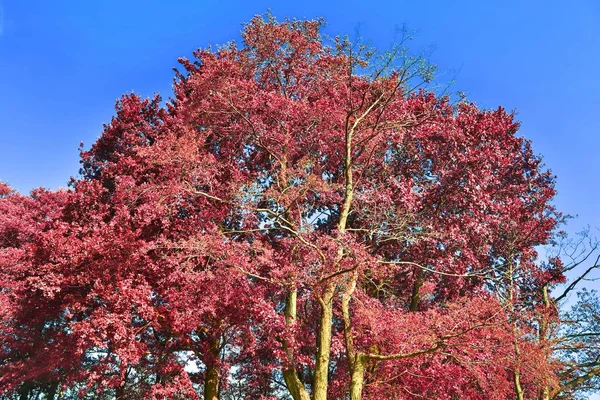 Прекрасний Фантастичний Вид Фіолетові Рожеві Інфрачервоні Знімки Дерева Лісі — стокове фото