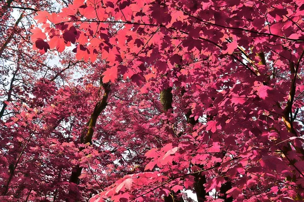 Bela Visão Fantasia Roxo Rosa Fotos Árvores Infravermelhas Uma Floresta — Fotografia de Stock