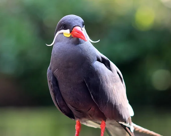 Beaux Colorés Oiseaux Exotiques Dans Portrait Rapproché — Photo