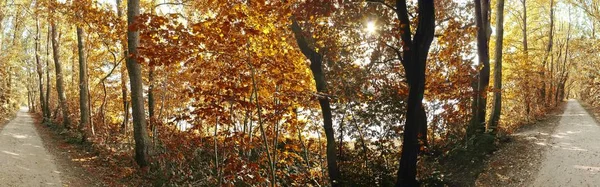Krásný Výhled Oranžové Hnědé Podzimní Stromy Lese — Stock fotografie