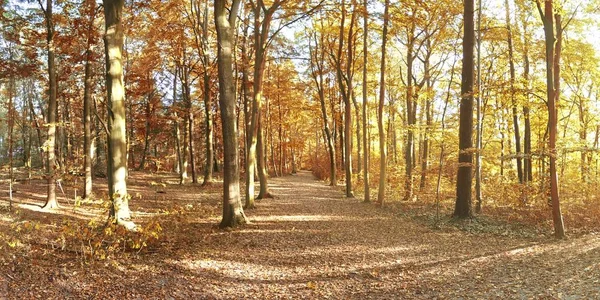 Krásný Výhled Oranžové Hnědé Podzimní Stromy Lese — Stock fotografie