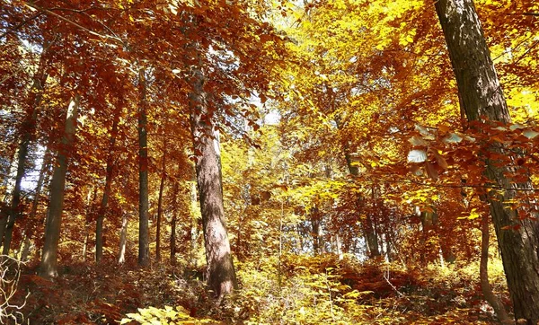 Panorama Paysage Magnifique Dans Une Forêt Automne Pittoresque Octobre Avec — Photo