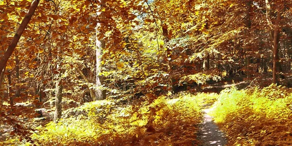Panorama Einer Traumhaften Landschaft Einem Malerischen Herbstwald Oktober Durch Den — Stockfoto