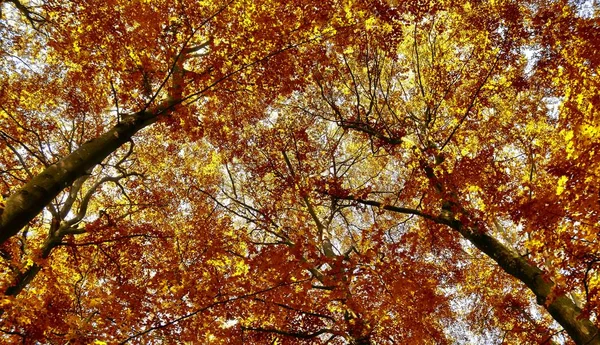Panorama Uma Paisagem Deslumbrante Uma Floresta Outono Cênica Durante Outubro — Fotografia de Stock