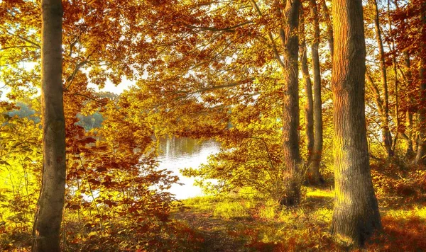 Panorama Nádherné Krajiny Malebném Podzimním Lese Během Října Slunečních Paprsků — Stock fotografie