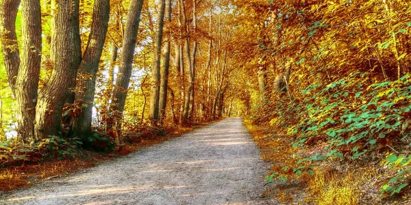Panorama Uma Paisagem Deslumbrante Uma Floresta Outono Cênica Durante Outubro — Fotografia de Stock