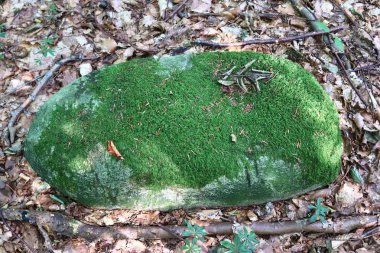 Doğada güzel bir ormanda yeşil yosun doku ayrıntılı yakın çekim