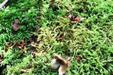 Doğada güzel bir ormanda yeşil yosun doku ayrıntılı yakın çekim