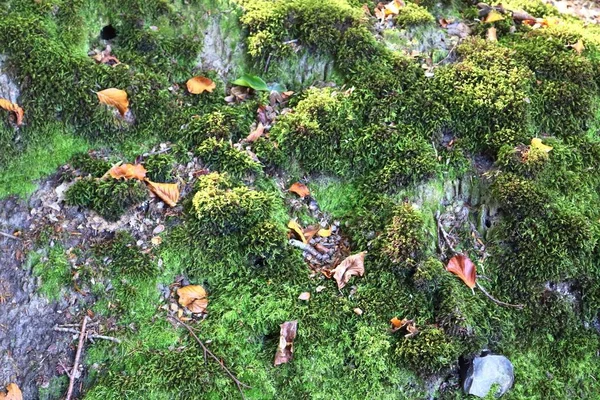 Detaillierte Nahaufnahme Einer Grünen Moosstruktur Einem Wunderschönen Wald Der Natur — Stockfoto