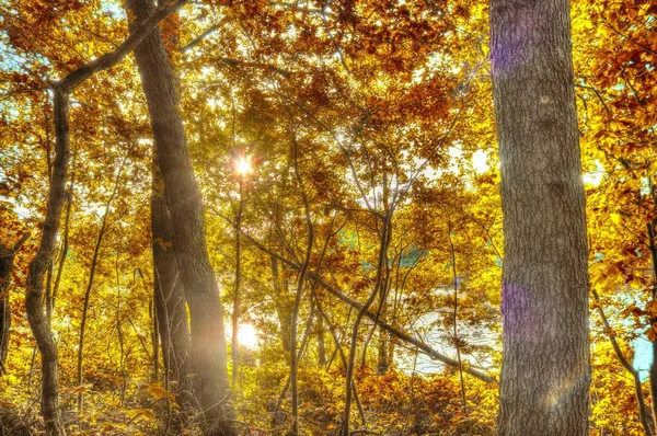 Bela Vista Para Uma Floresta Outono Com Folhas Douradas Filmadas — Fotografia de Stock