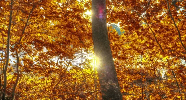 Bela Vista Para Uma Floresta Outono Com Folhas Douradas Filmadas — Fotografia de Stock