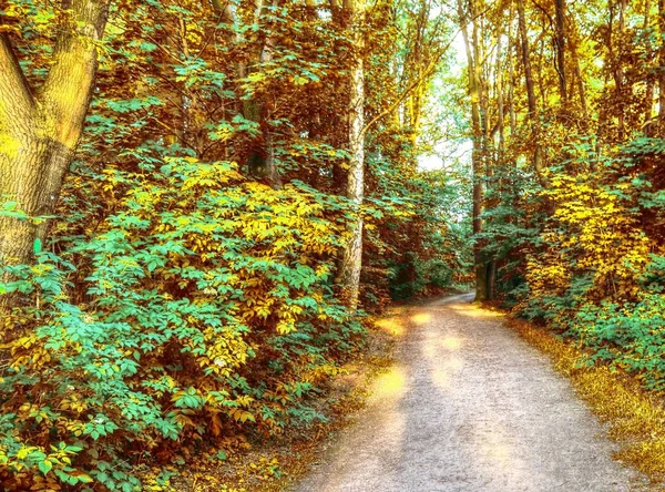 Nádherný Pohled Podzimního Lesa Říjnu Byl Zastřelen Zlatý Listí — Stock fotografie
