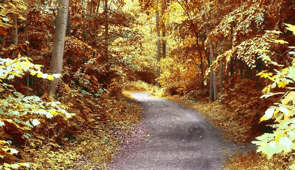 Vacker Utsikt Höst Skog Med Gyllene Löv Sköt Oktober — Stockfoto