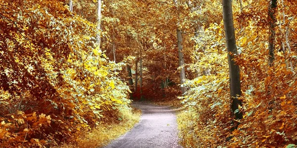 Bela Vista Para Uma Floresta Outono Com Folhas Douradas Filmadas — Fotografia de Stock