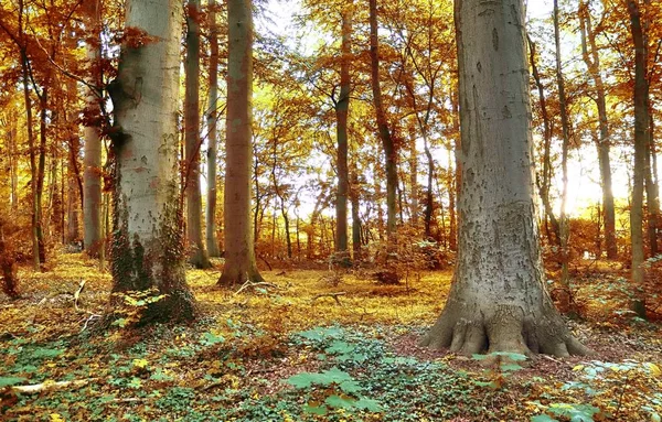Nádherný Pohled Podzimního Lesa Říjnu Byl Zastřelen Zlatý Listí — Stock fotografie