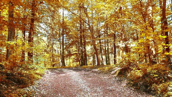 Bela Floresta Dourada Outubro Com Folhas Marrons Amarelas — Fotografia de Stock