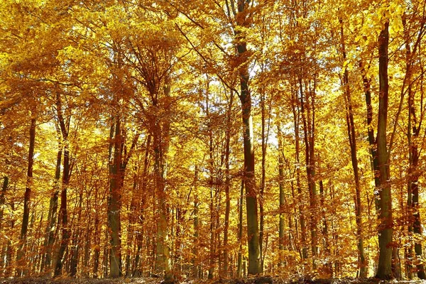 Krásný Zlatý Říjen Les Hnědými Žlutými Listy — Stock fotografie