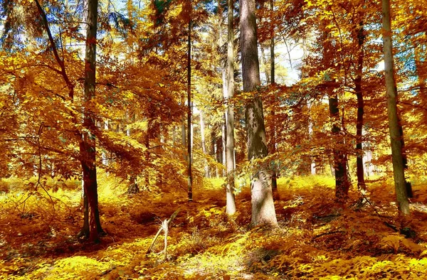 Bela Floresta Dourada Outubro Com Folhas Marrons Amarelas — Fotografia de Stock