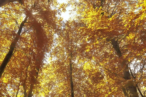 Vacker Gyllene Oktober Skog Med Bruna Och Gula Blad — Stockfoto