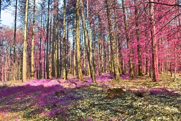 Hermoso Panorama Paisaje Infrarrojo Fantasía Colores Rosa Púrpura —  Fotos de Stock