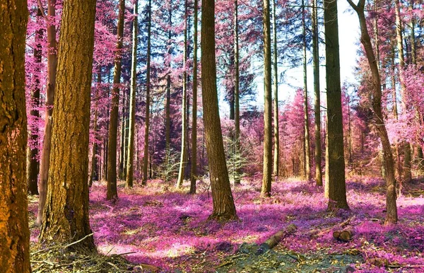 Hermoso Panorama Paisaje Infrarrojo Fantasía Colores Rosa Púrpura — Foto de Stock