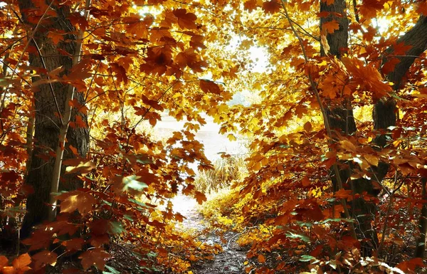 Lindas Paisagens Florestais Com Folhas Douradas Outono Filmadas Outubro — Fotografia de Stock