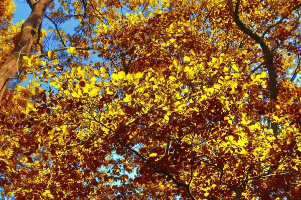 Prachtige Boslandschappen Met Gouden Herfstbladeren Geschoten Oktober — Stockfoto