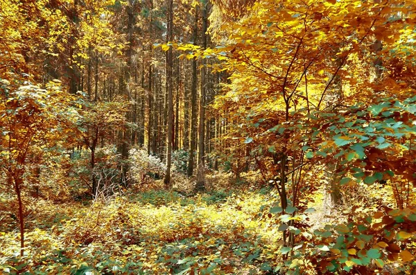Krásné Lesní Krajiny Zlatými Podzimními Listy Střílel Říjnu — Stock fotografie