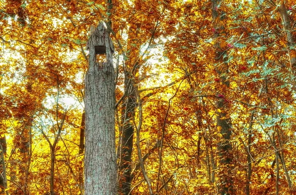 Lindas Paisagens Florestais Com Folhas Douradas Outono Filmadas Outubro — Fotografia de Stock