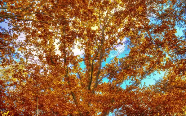 Lindas Paisagens Florestais Com Folhas Douradas Outono Filmadas Outubro — Fotografia de Stock