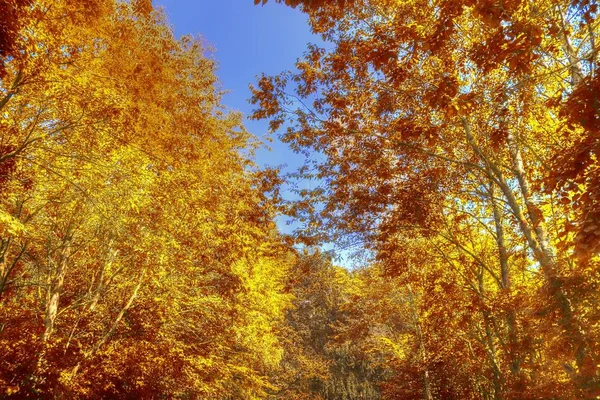 Lindas Paisagens Florestais Com Folhas Douradas Outono Filmadas Outubro — Fotografia de Stock