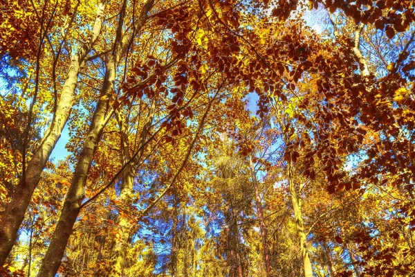 Krásné Lesní Krajiny Zlatými Podzimními Listy Střílel Říjnu — Stock fotografie