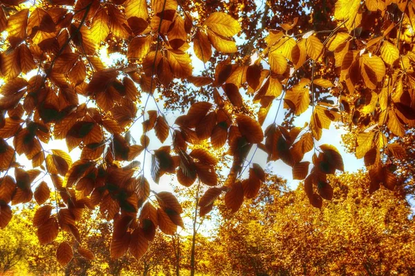Lindas Paisagens Florestais Com Folhas Douradas Outono Filmadas Outubro — Fotografia de Stock