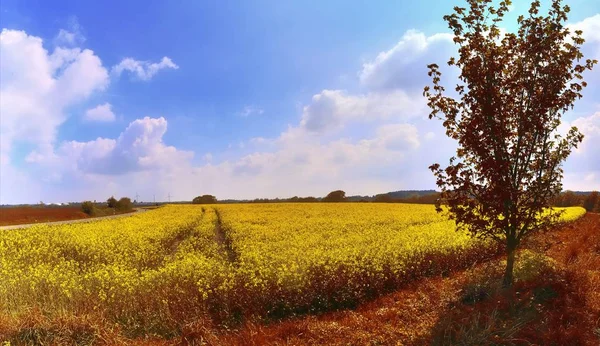 Ağaçları Mavi Gökyüzü Olan Altın Bir Sonbahar Manzarasının Güzel Manzarası — Stok fotoğraf