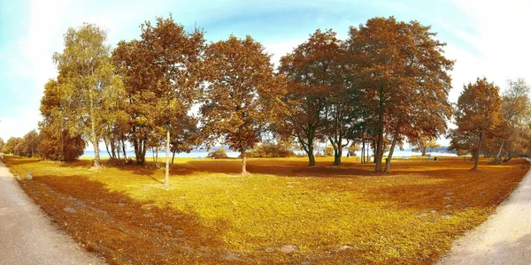Красива Панорама Золотого Краєвиду Деревами Блакитним Небом — стокове фото