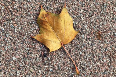 Sonbaharda renkli akçaağaç yapraklarının detaylı yakın görüntüsü
