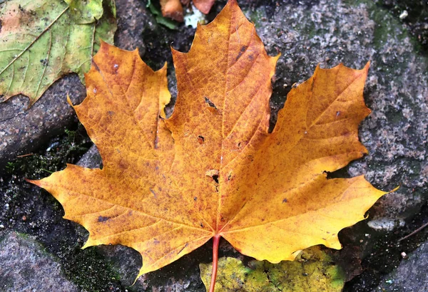 Vista Detallada Cerca Hojas Arce Colores Otoño — Foto de Stock