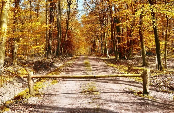 Belle Vue Panoramique Sur Paysage Automne Doré Milieu Octobre — Photo