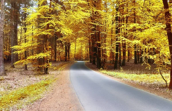 Belle Vue Panoramique Sur Paysage Automne Doré Milieu Octobre — Photo