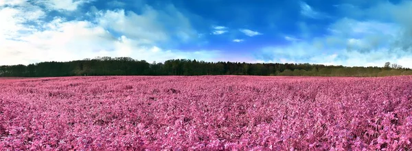 Όμορφη Υπέρυθρη Πανόραμα Τοπίο Ροζ Γρασίδι Και Δέντρα Και Ένα — Φωτογραφία Αρχείου