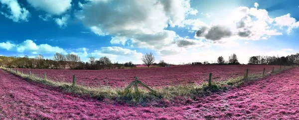 Όμορφη Υπέρυθρη Πανόραμα Τοπίο Ροζ Γρασίδι Και Δέντρα Και Ένα — Φωτογραφία Αρχείου